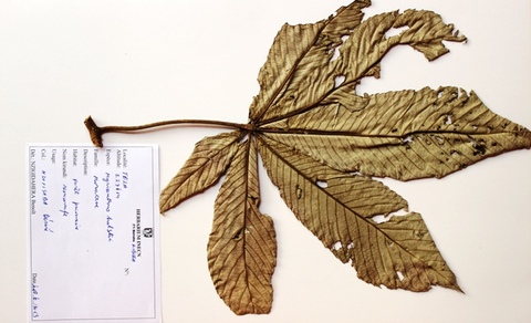 Myrianthus holstii, Engl.