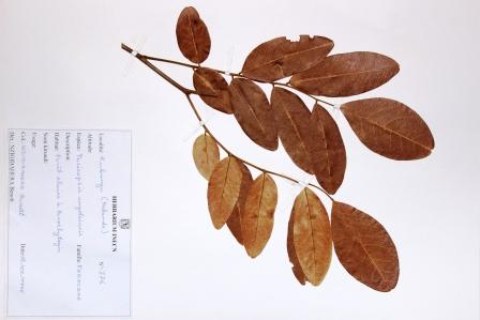 Pericopsis angolensis, (Baker) Meeuwen