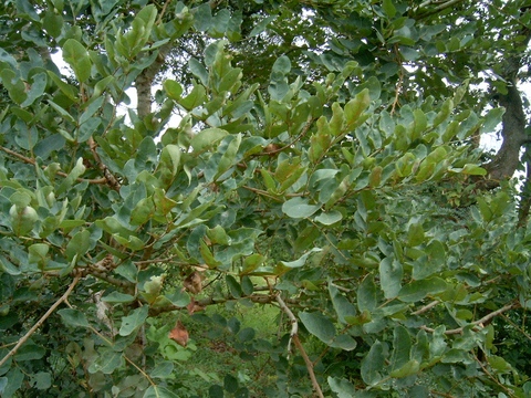 Pericopsis angolensis, (Baker) Meeuwen