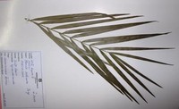 Phoenix reclinata, Jacq