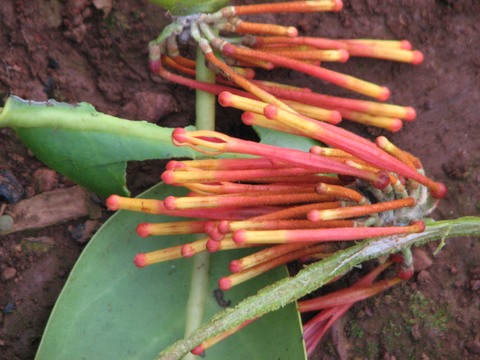 Phragmanthera usuiensis, (Oliv.) M. G. Gilbert