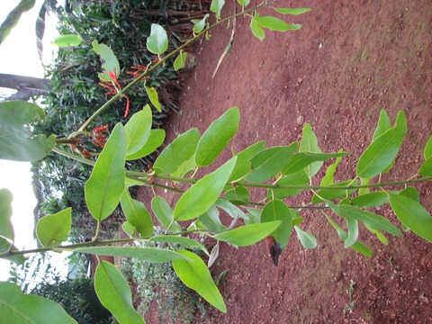 Phragmanthera usuiensis, (Oliv.) M. G. Gilbert