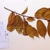 Prunus africana, (Hook.f.) Kalkman