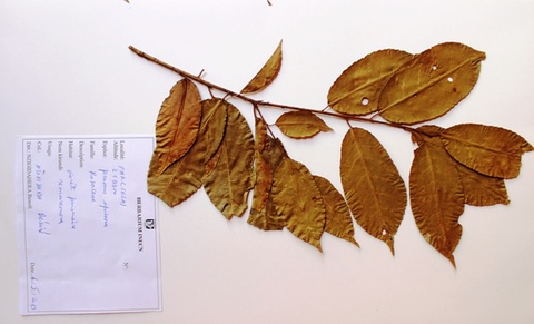 Prunus africana, (Hook.f.) Kalkman