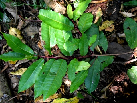 Prunus africana, (Hook.f.) Kalkman