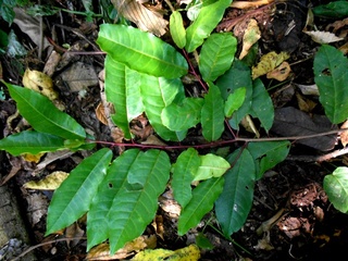 Prunus africana, (Hook.f.) Kalkman