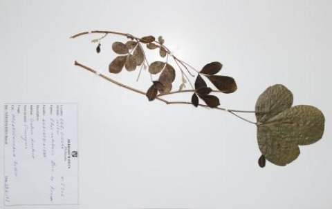 Rhus natalensis, Bernh. ex Krauss