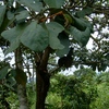 Sterculia tragacantha, Lindl.