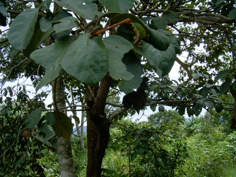 Sterculia tragacantha, Lindl.