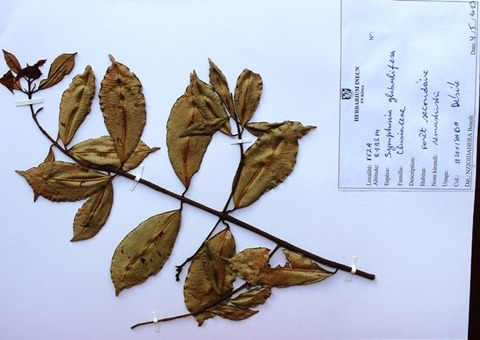 Symphonia globulifera, Lin.f.