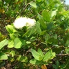 Syzygium cordatum, Hochst ex Sond
