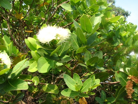 Syzygium cordatum, Hochst ex Sond