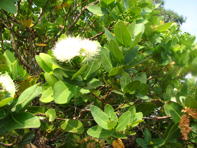 Syzygium cordatum, Hochst ex Sond