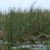 Nymphea lotus et Typha domingensis