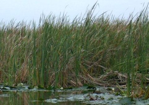 Nymphea lotus et Typha domingensis