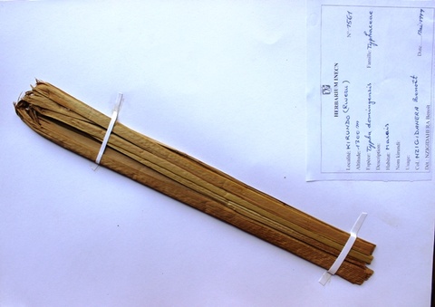 Typha domingensis, Pers.