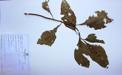 Vernonia amygdalina, Delile