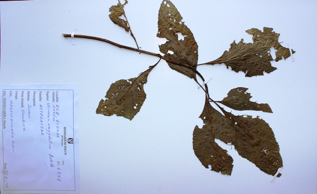 Vernonia amygdalina, Delile