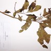 Vernonia amygdalina, Delile