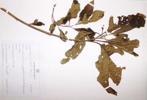Vernonia amygdalina, Delile