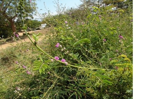 Mimosa diplotricha, C.Wright