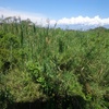 Phragmites mauritianus, Kunth