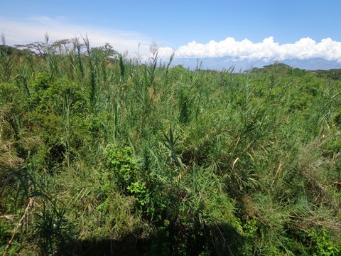 Phragmites mauritianus, Kunth