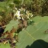 Solanum torvum, Sw.