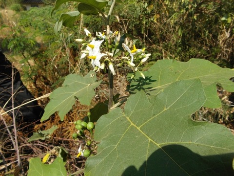 Solanum torvum, Sw.
