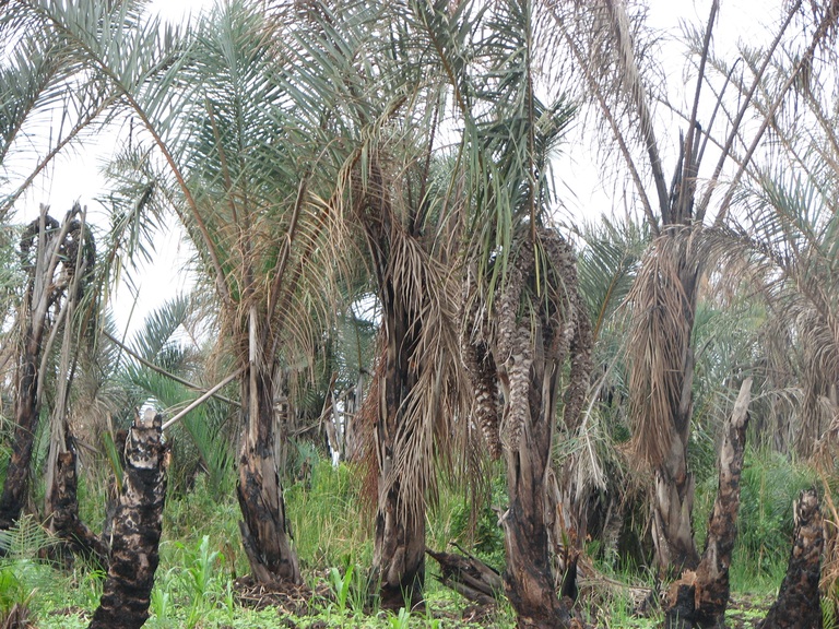 Raphia farinifera Malagarazi 1.JPG