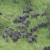 Buffles du Parc national de Ruvubu