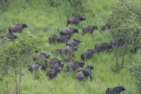 Buffles du Parc national de Ruvubu