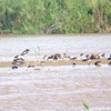  Les oiseaux de la Rusizi