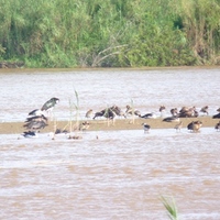 Faune du Burundi