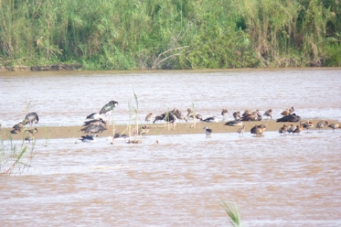  Les oiseaux de la Rusizi