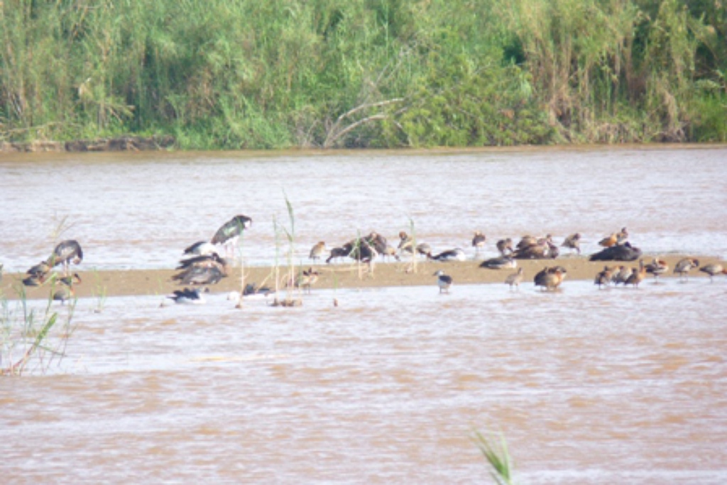 Les oiseaux de la Rusizi