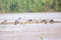 Faune du Burundi