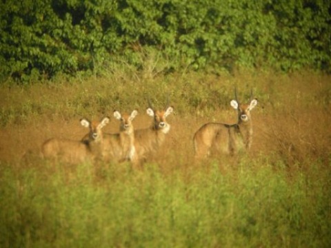 Faune du PN Ruvubu