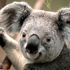 Koala2