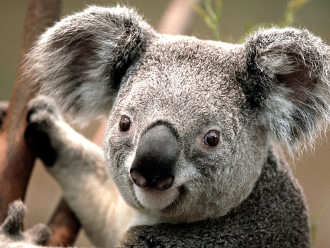 Koala2