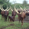 Vaches-ankole