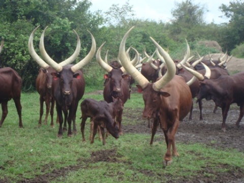 Vaches-ankole