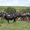 Vache-ouganda