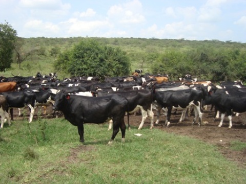 Vache-ouganda