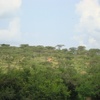 Paturage