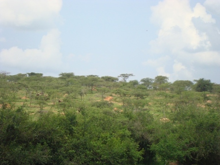 Paturage