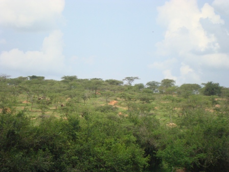 Paturage