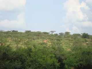 Paturage