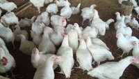 poules