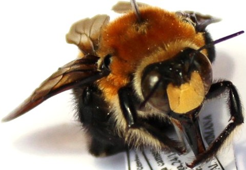 Xylocopa erythrina male